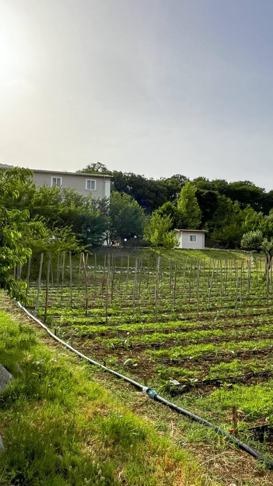 Villa Agri Art San Benedetto Ullano Exterior foto